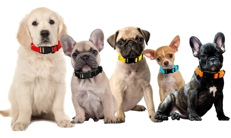 Collar para perro de nylon